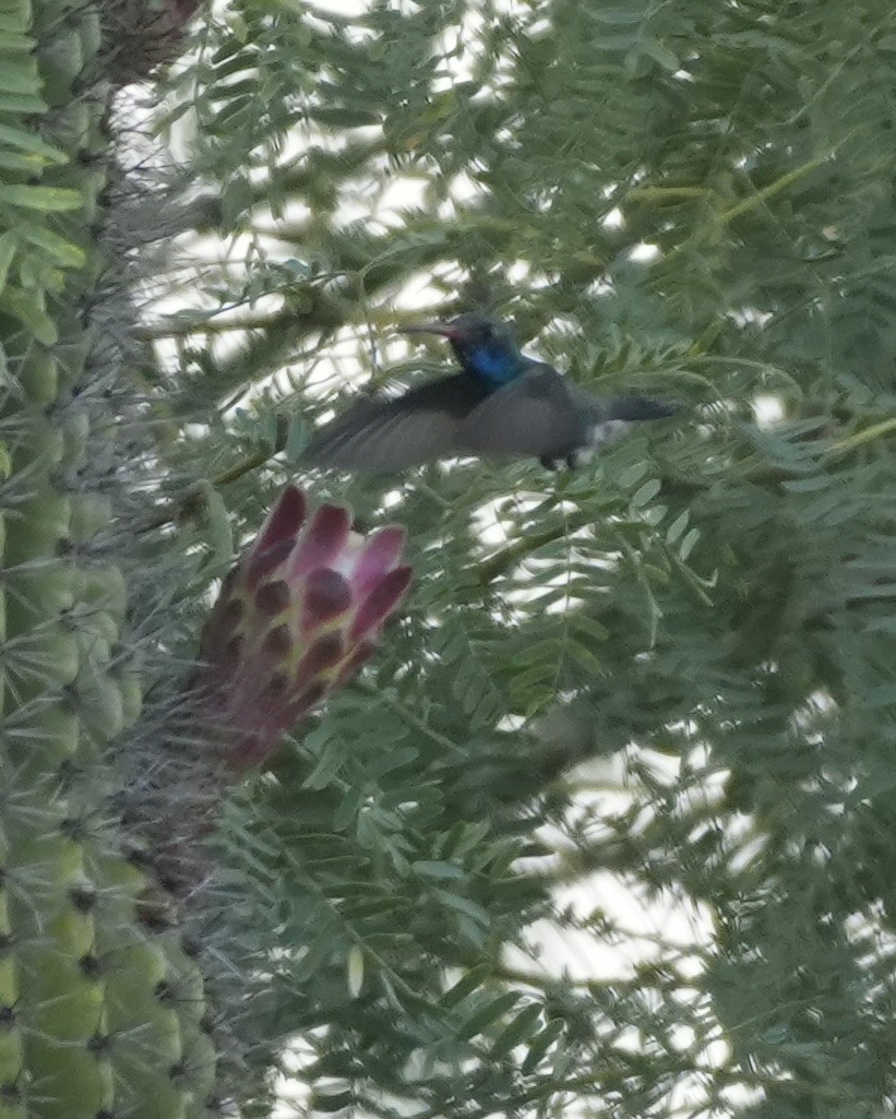 Broad-billed Hummingbird - ML620375428