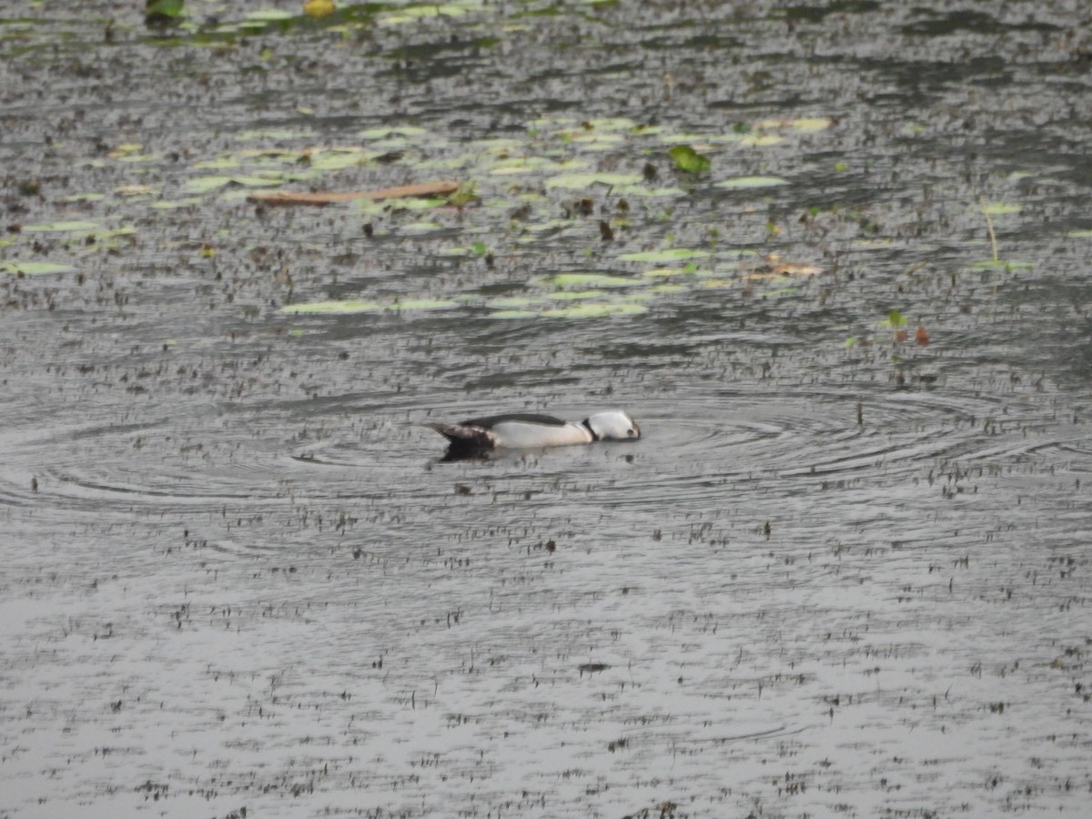 Cotton Pygmy-Goose - ML620375438