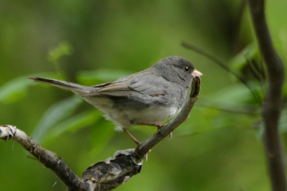 Junco Ojioscuro (hyemalis/carolinensis) - ML620375440