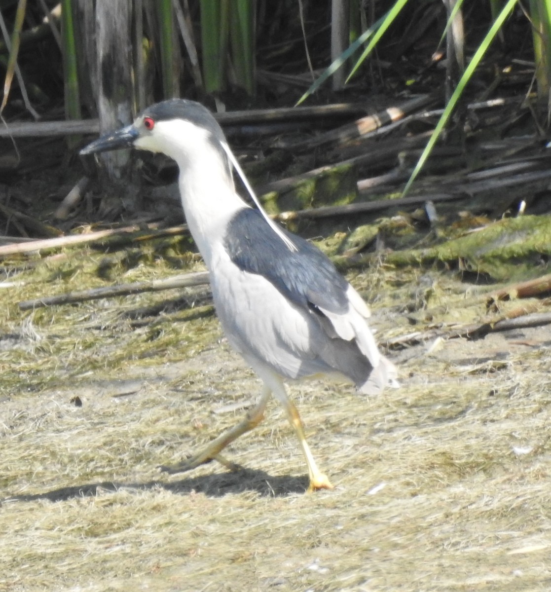 Black-crowned Night Heron - ML620375444