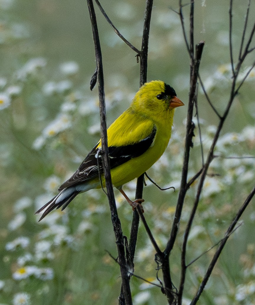 American Goldfinch - ML620375453