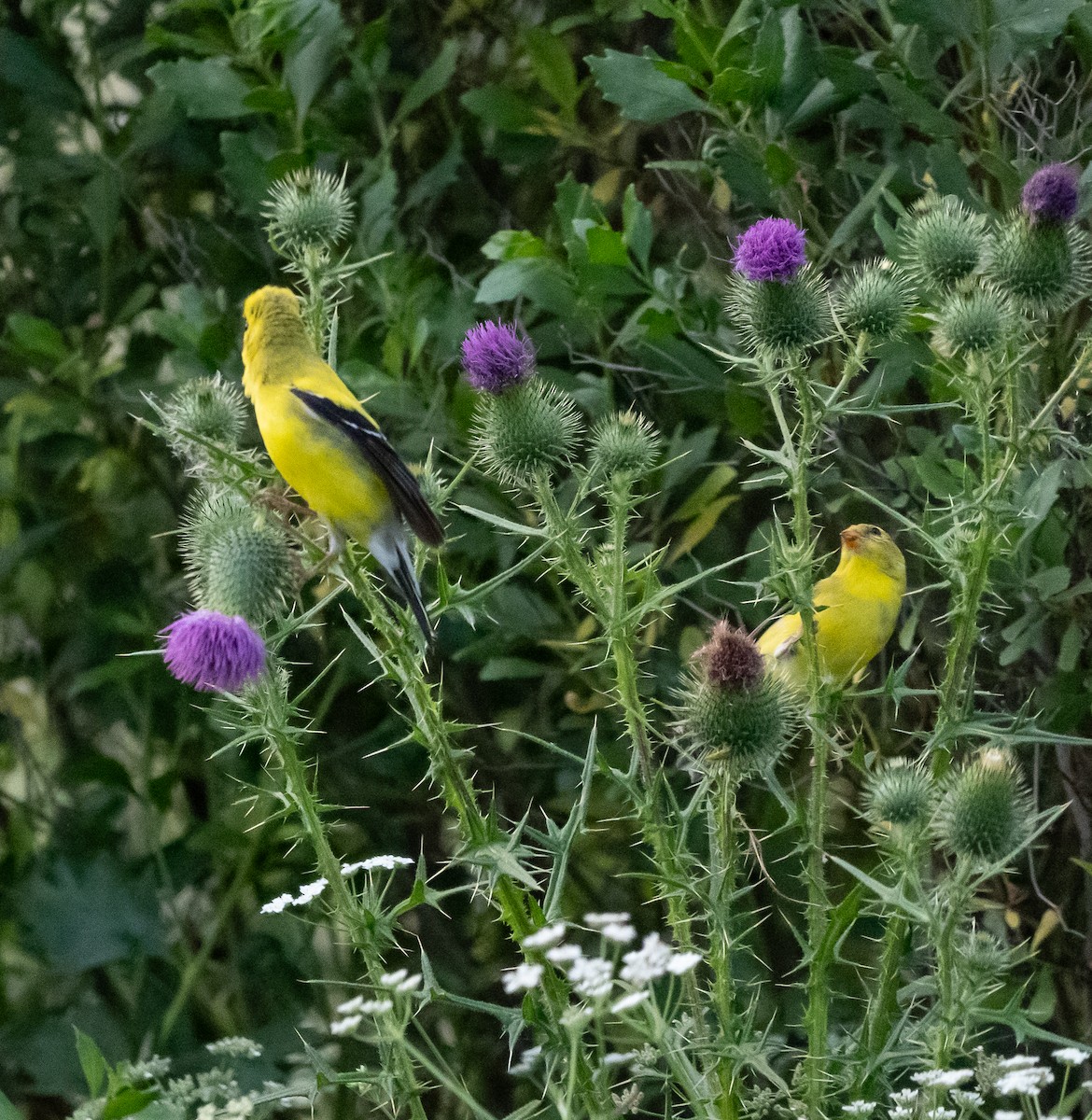 American Goldfinch - ML620375454