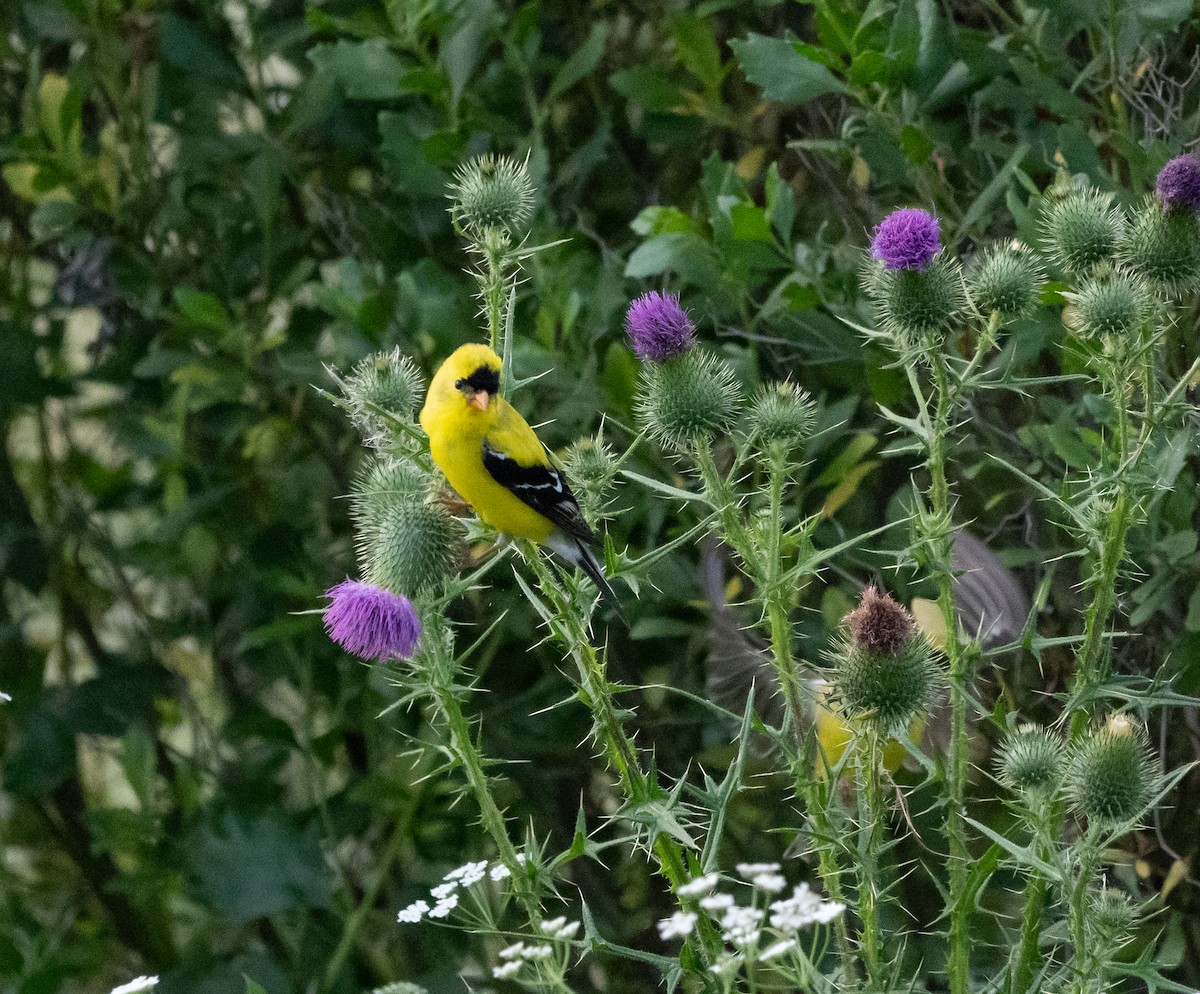 American Goldfinch - ML620375455