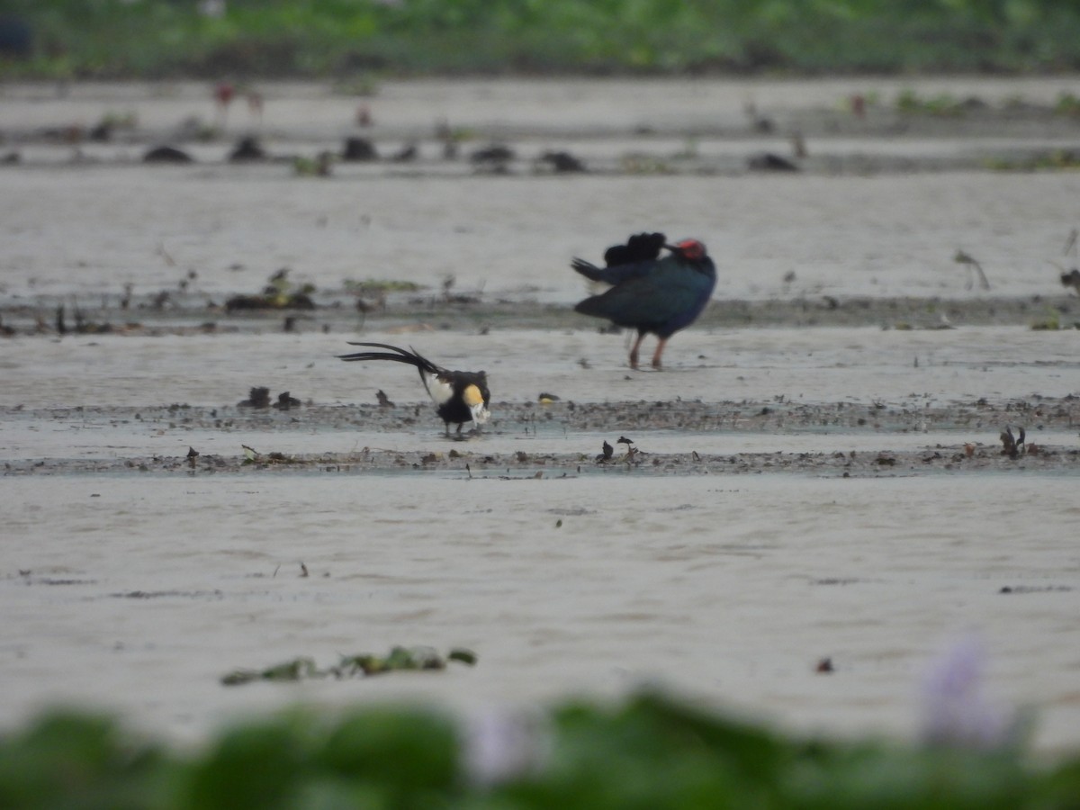 Pheasant-tailed Jacana - ML620375476