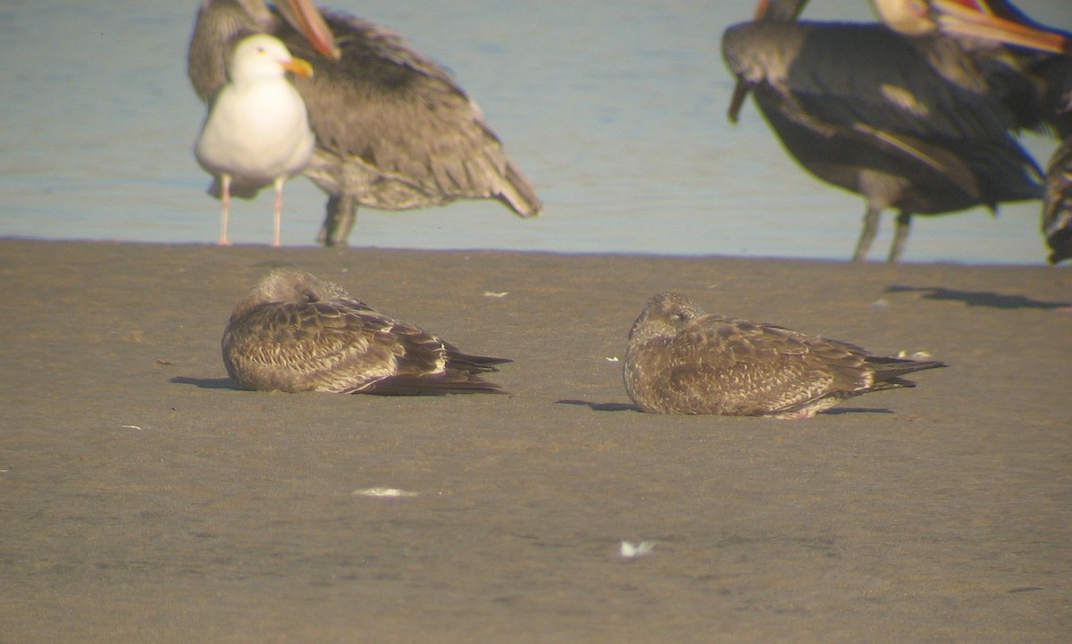 Western Gull - ML620375478