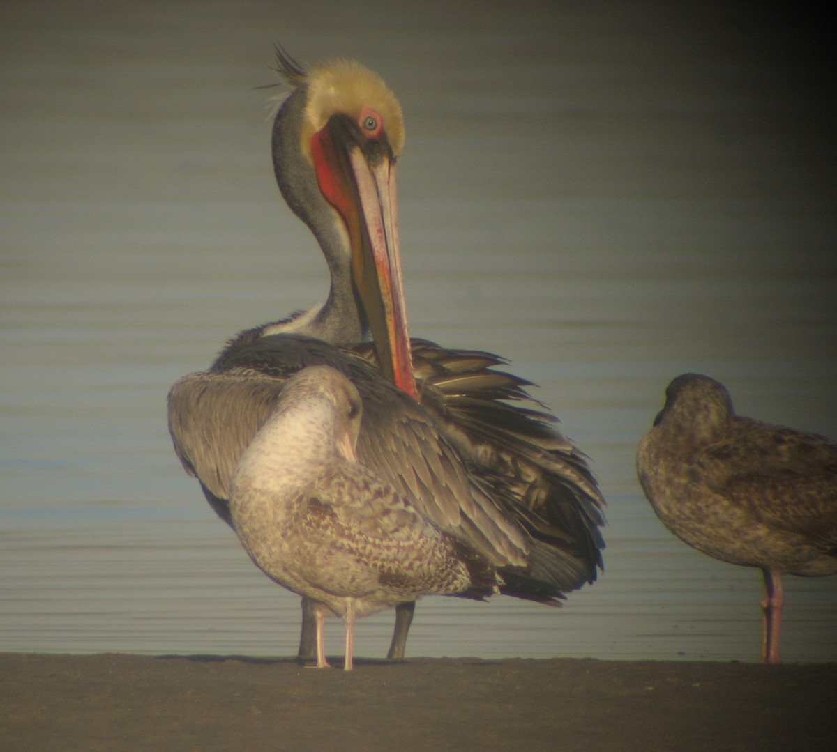 Brown Pelican - ML620375490