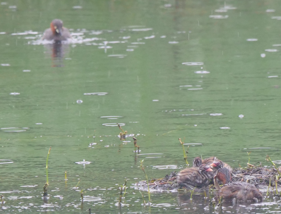 Little Grebe - ML620375498