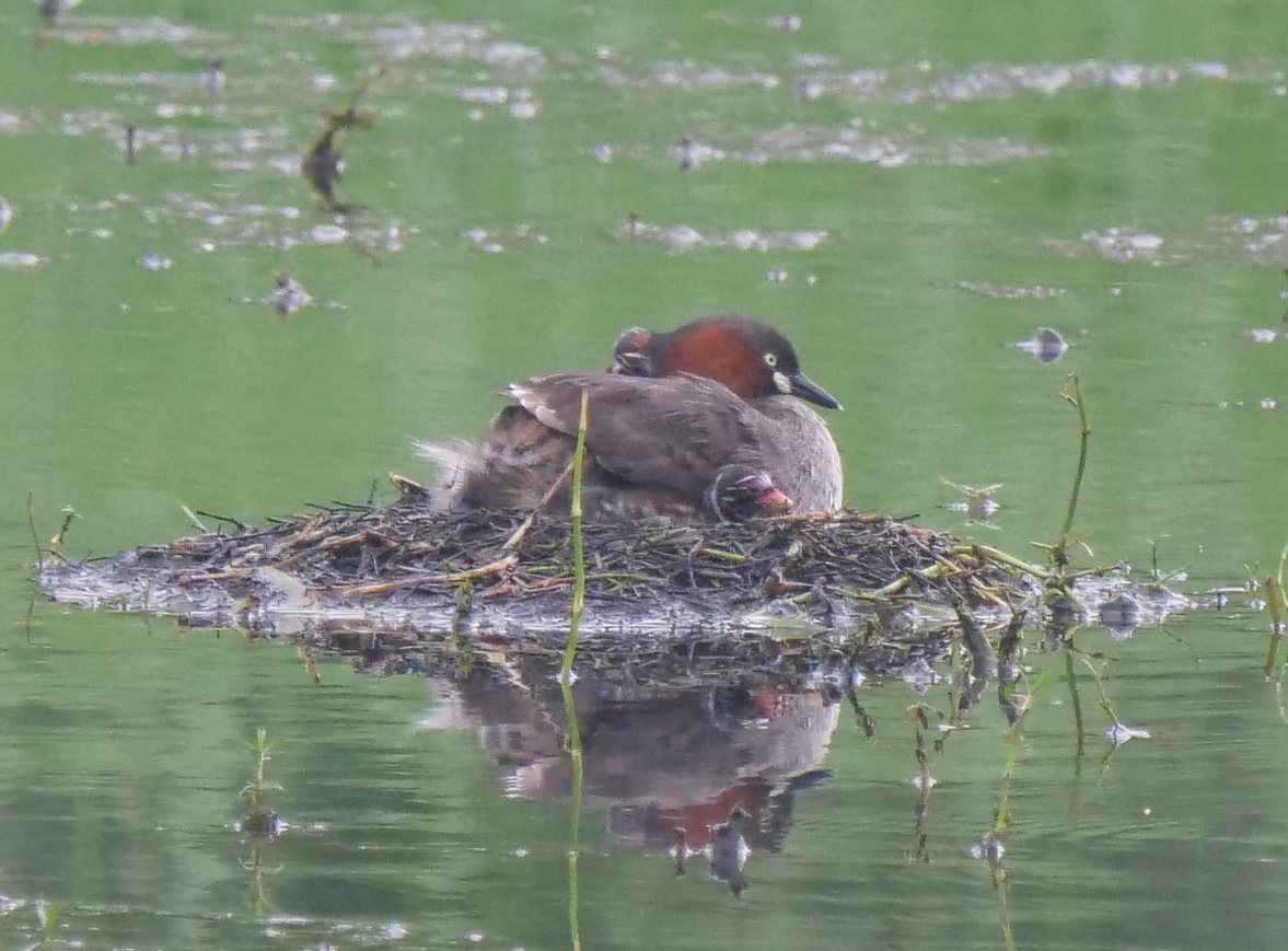 Little Grebe - ML620375501