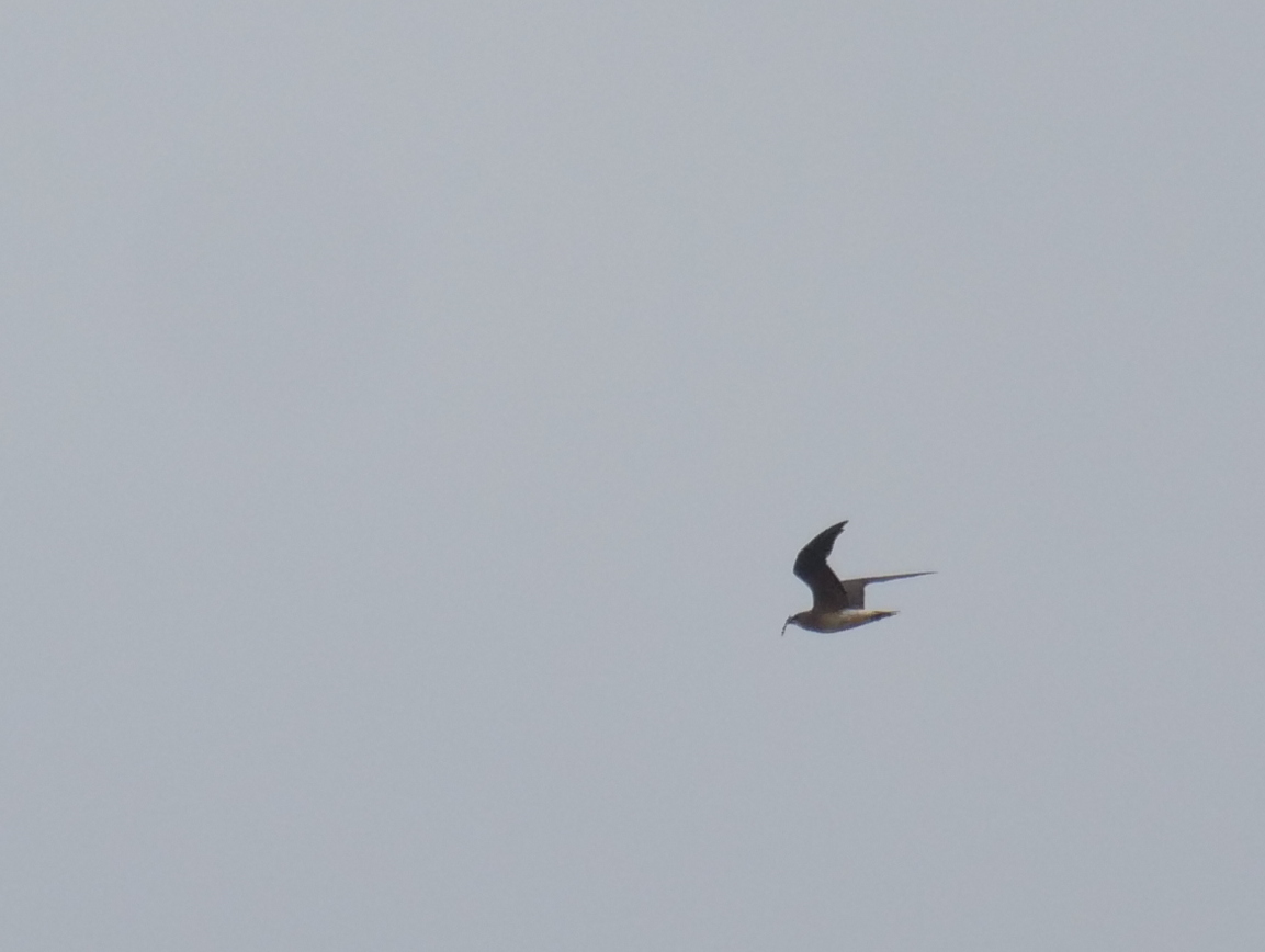 Oriental Pratincole - ML620375503