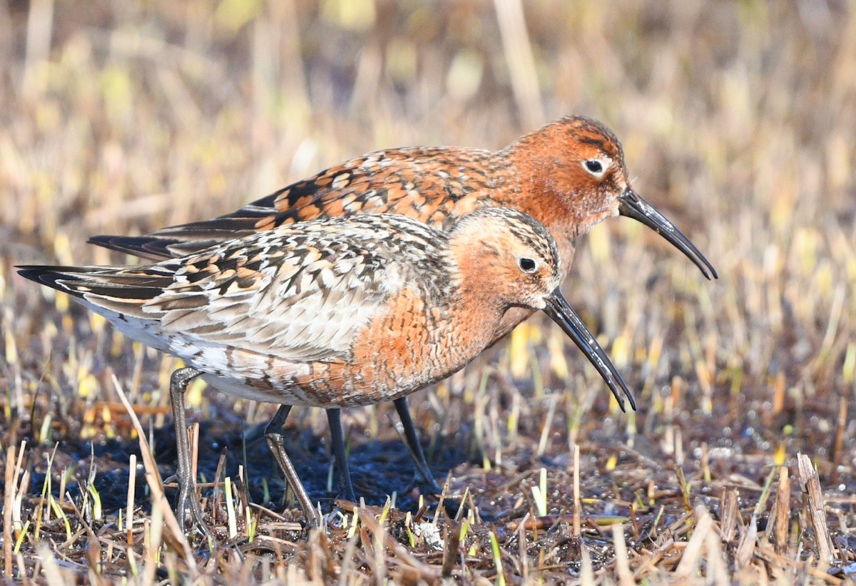 Curlew Sandpiper - ML620375508