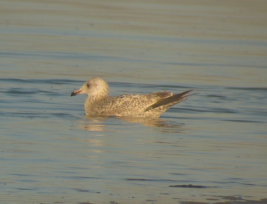 Herring Gull - ML620375511