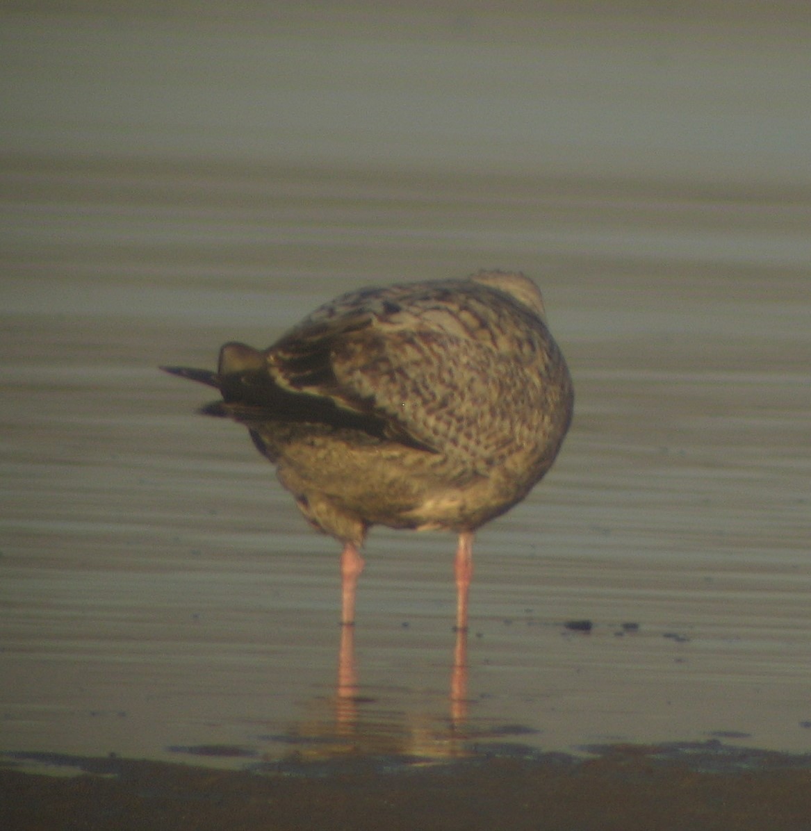 Herring Gull - ML620375512