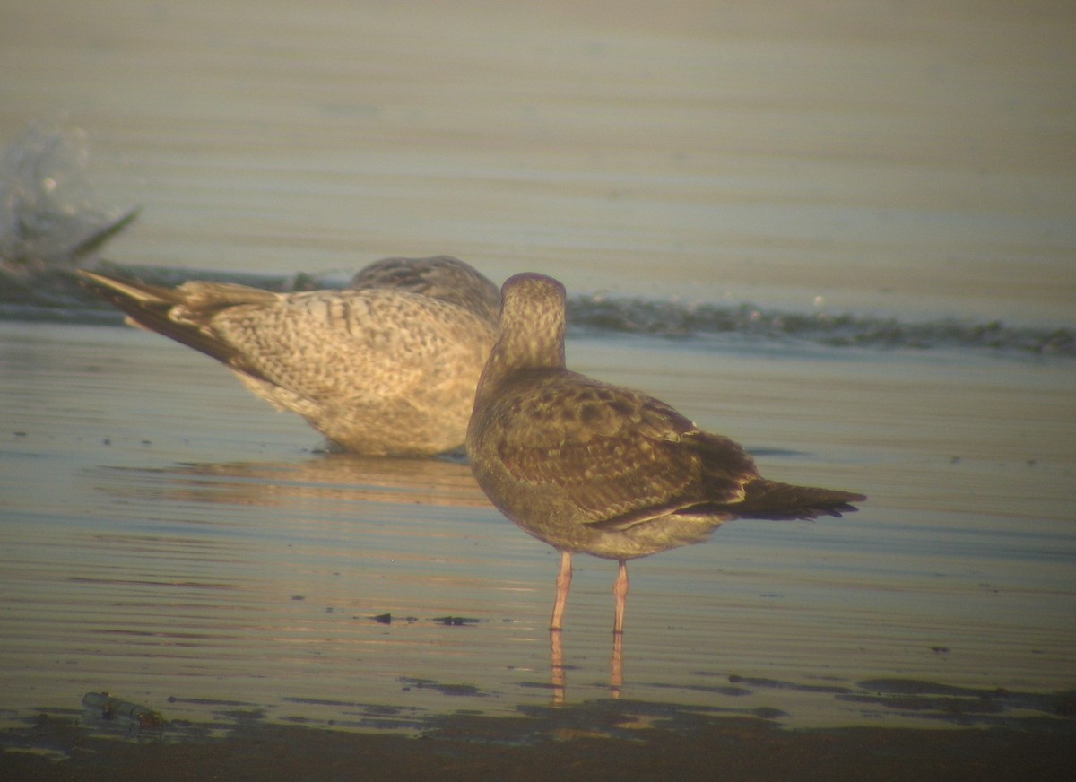 Herring Gull - ML620375515