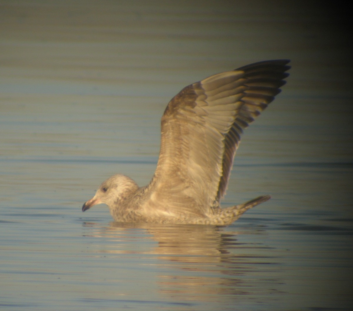 Herring Gull - ML620375516