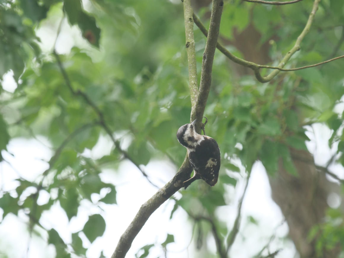 Gray-capped Pygmy Woodpecker - ML620375543