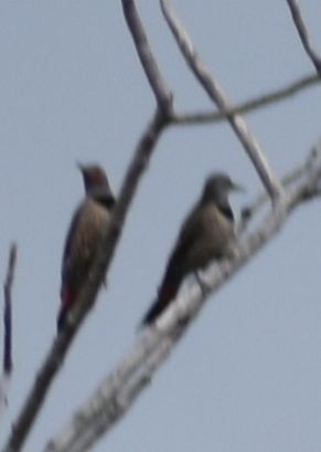 Northern Flicker (Red-shafted) - ML620375567
