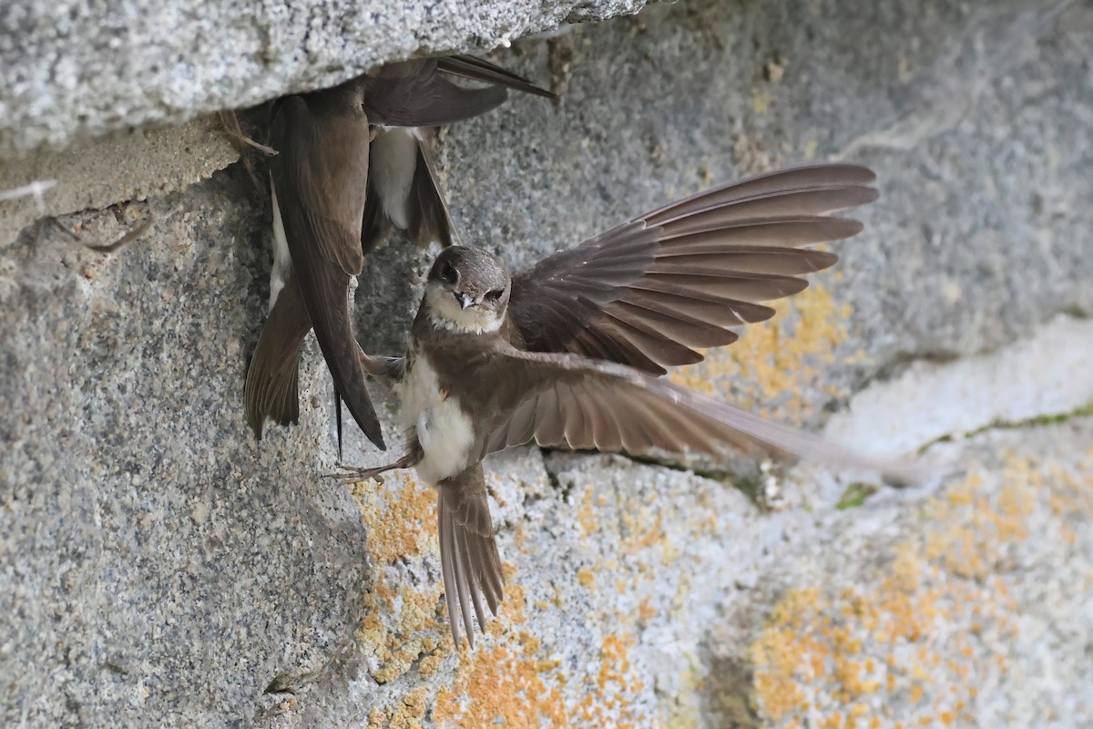 Bank Swallow - ML620375570