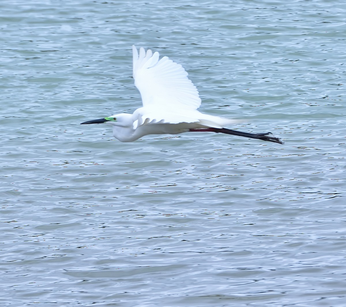 Great Egret - ML620375576