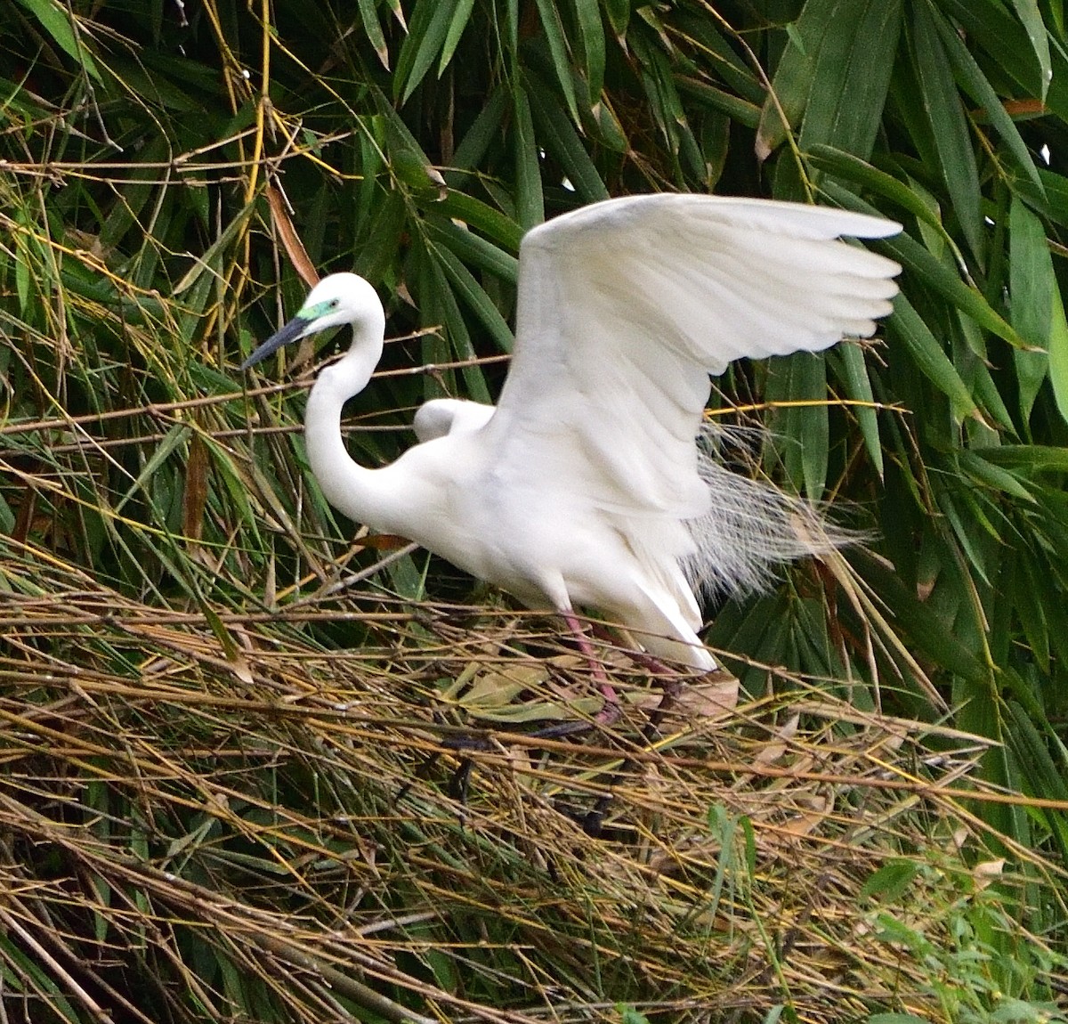 Great Egret - ML620375594