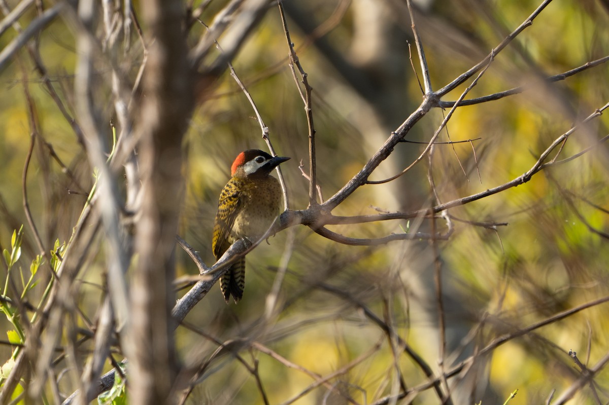 Spot-breasted Woodpecker - ML620375595