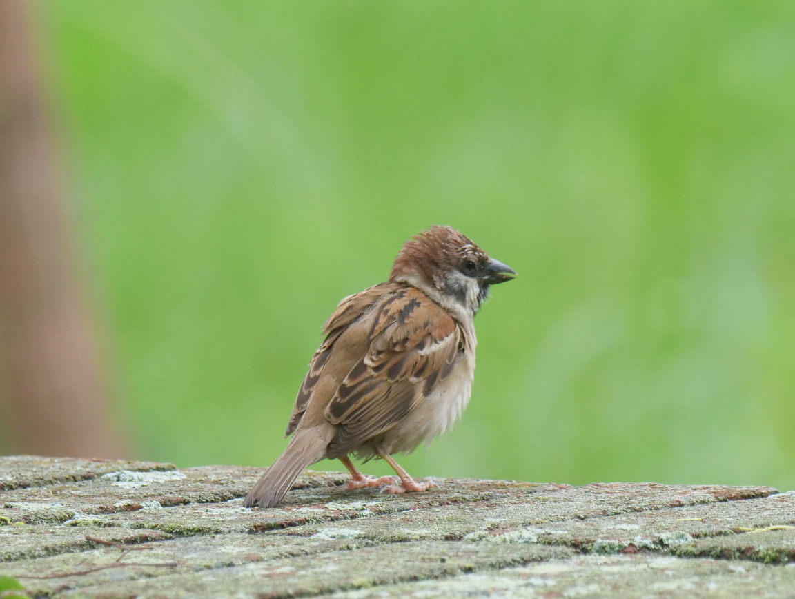 Eurasian Tree Sparrow - ML620375596