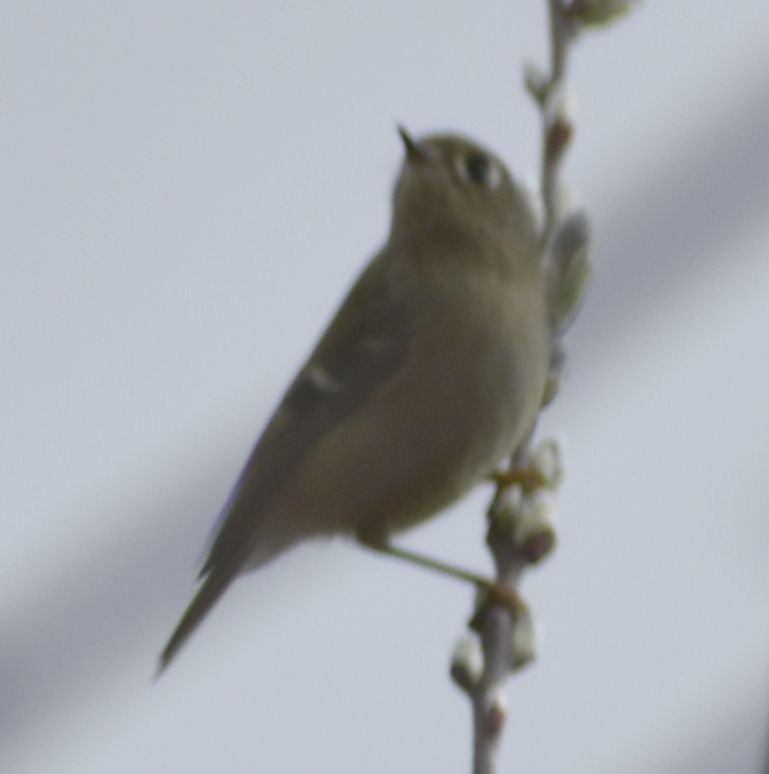 Roitelet à couronne rubis - ML620375597