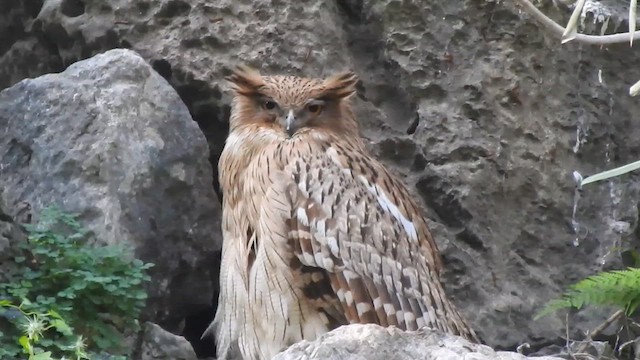 Brown Fish-Owl (Turkish) - ML620375601