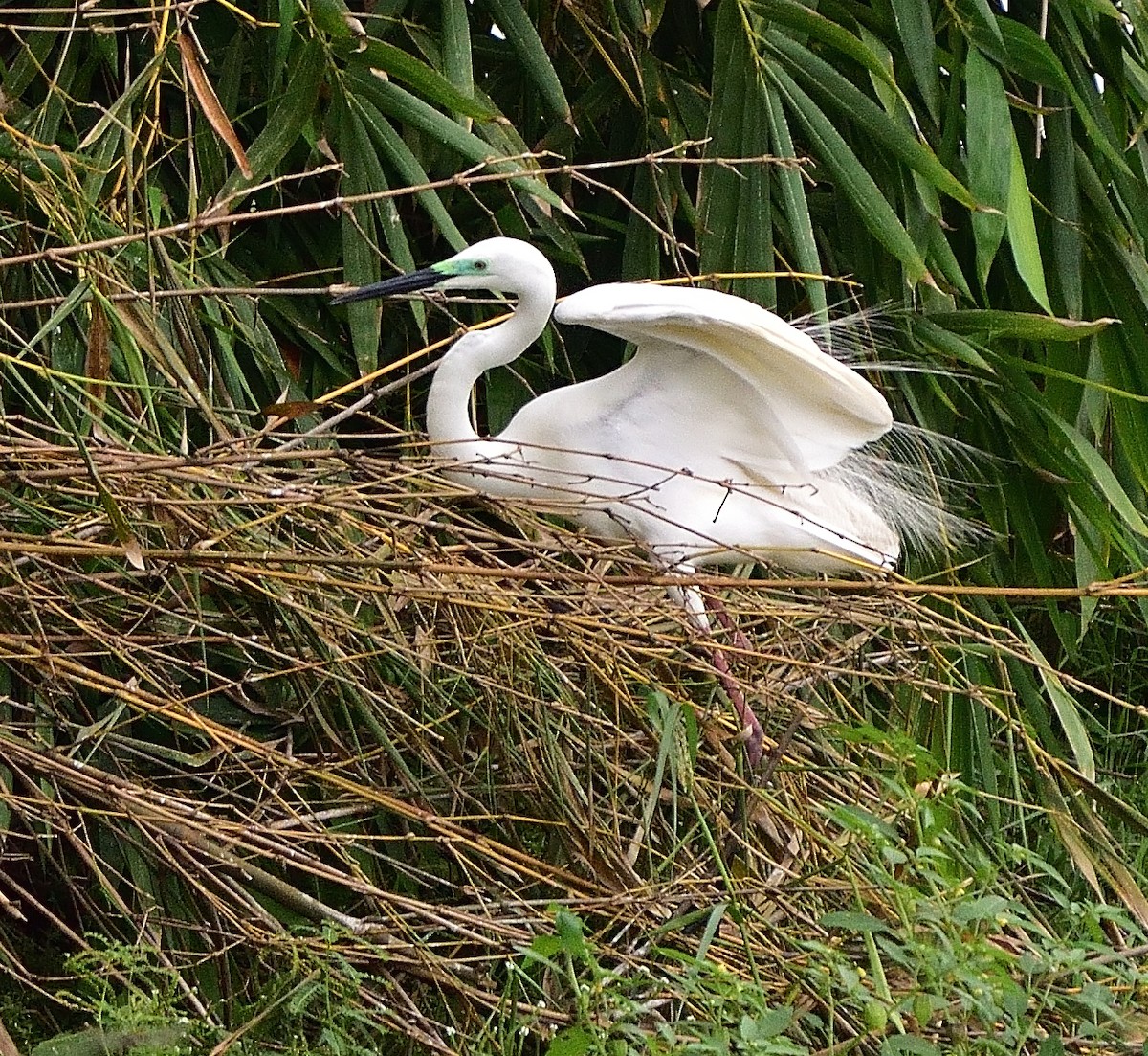 Great Egret - ML620375604