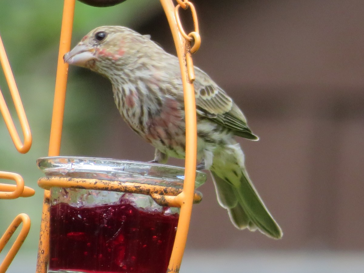 House Finch - ML620375611