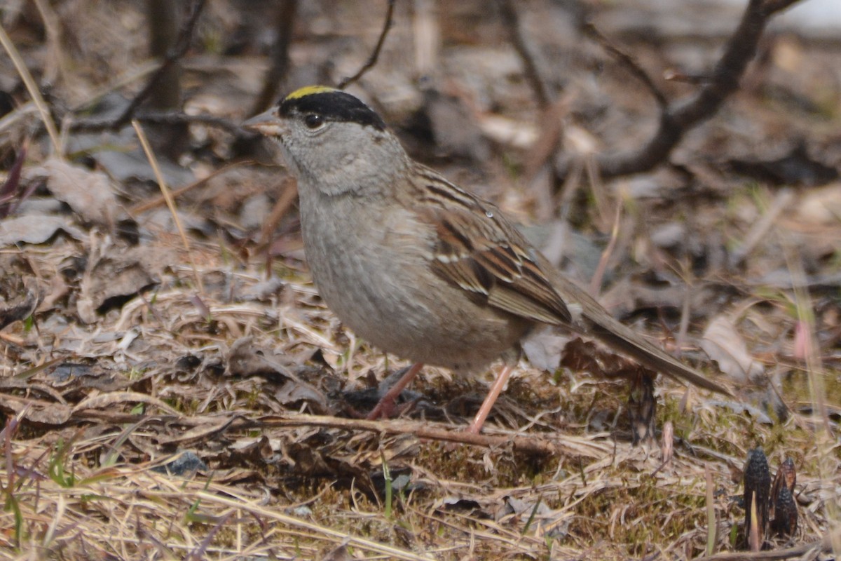 Golden-crowned Sparrow - ML620375636