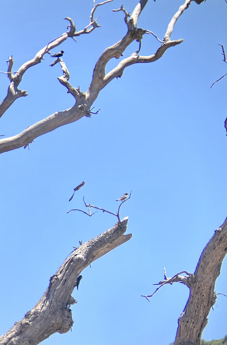 Purple Martin - ML620375640