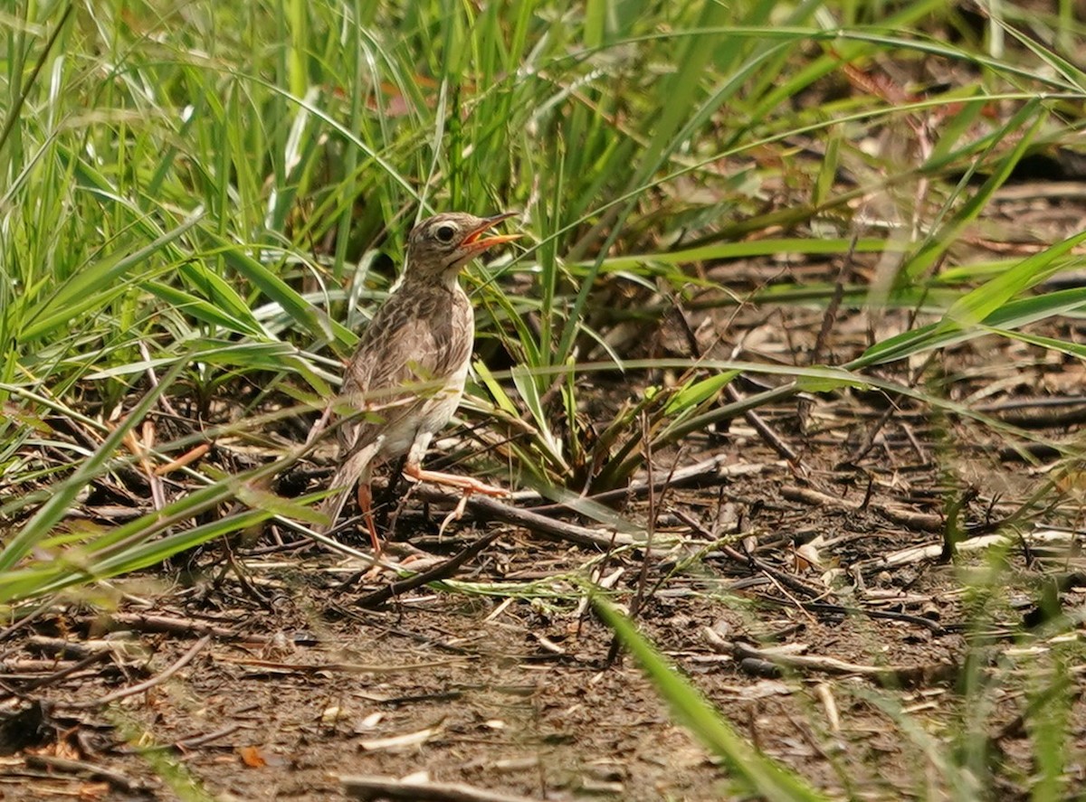 Paddyfield Pipit - ML620375658