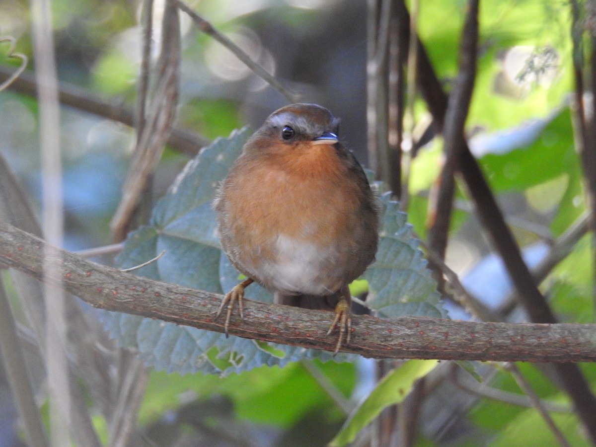 Rufous Gnateater - Reinaldo Gibin Nardo