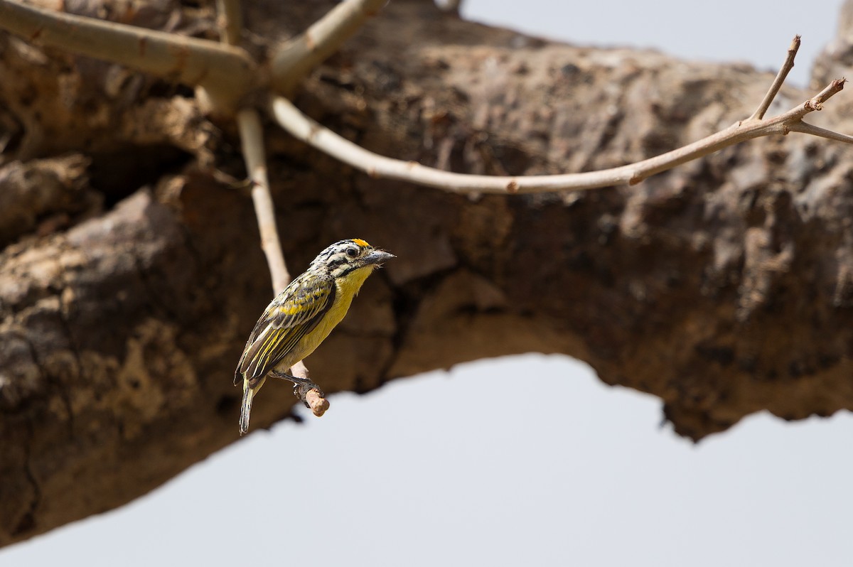 Yellow-fronted Tinkerbird - ML620375674