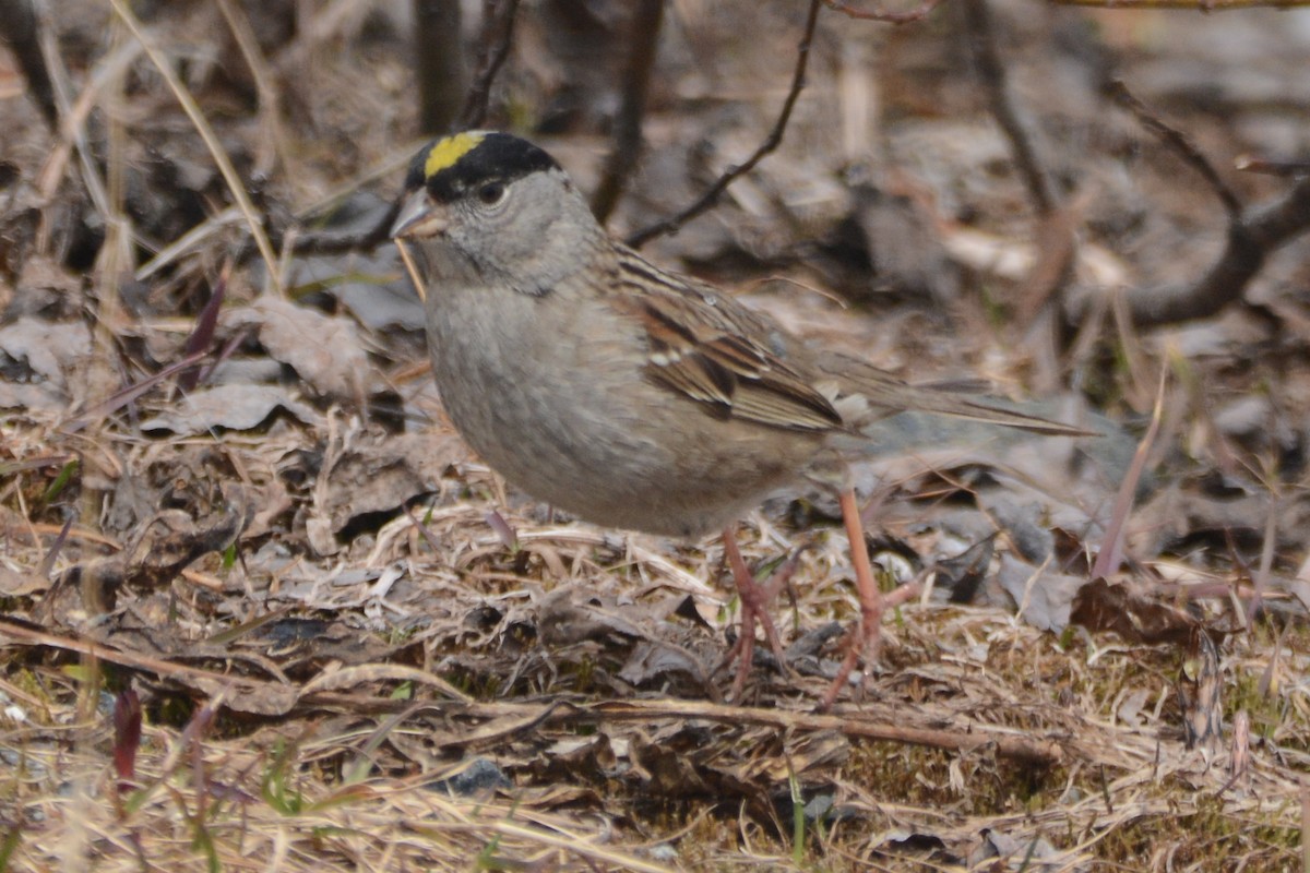 Golden-crowned Sparrow - ML620375685