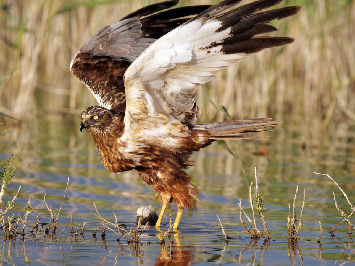 Western Marsh Harrier - ML620375689