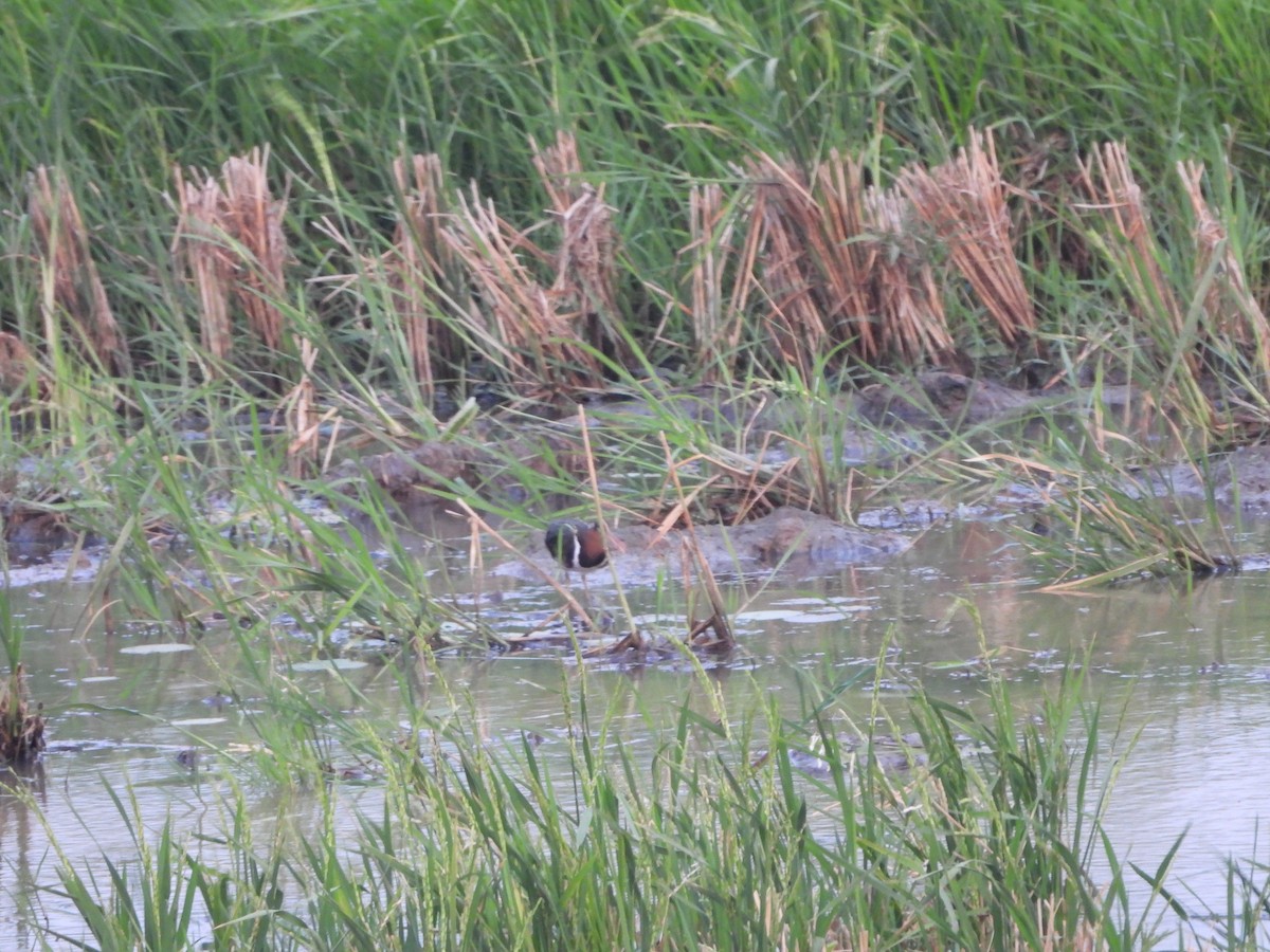 Greater Painted-Snipe - ML620375699