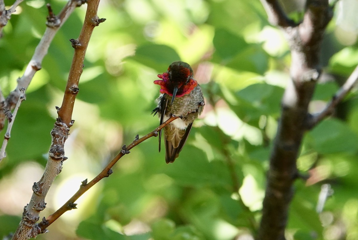 rødmaskekolibri - ML620375700