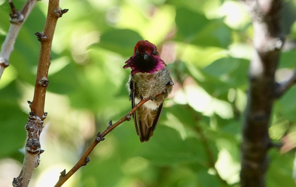 Anna's Hummingbird - ML620375701