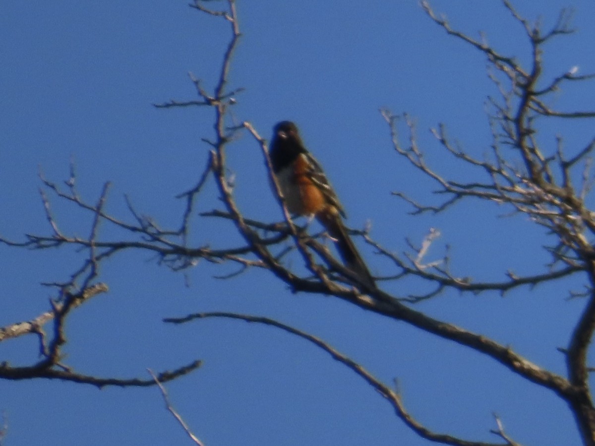 Spotted Towhee - ML620375711