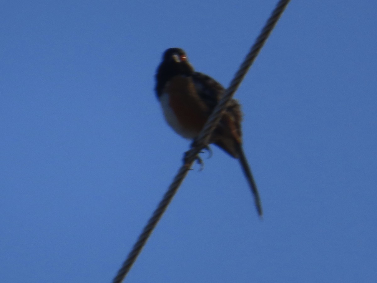 Spotted Towhee - ML620375712