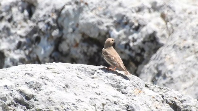 Moineau pâle - ML620375714