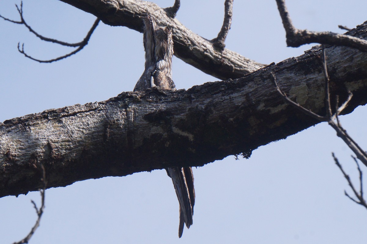 Northern Potoo - ML620375724