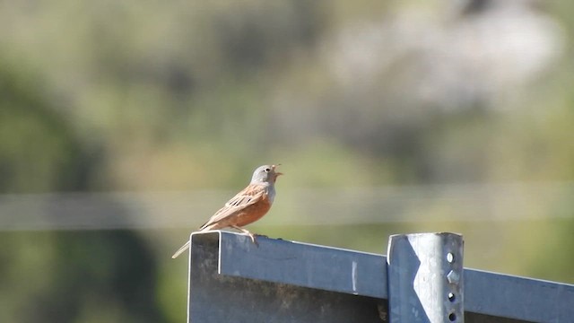 Cretzschmar's Bunting - ML620375729