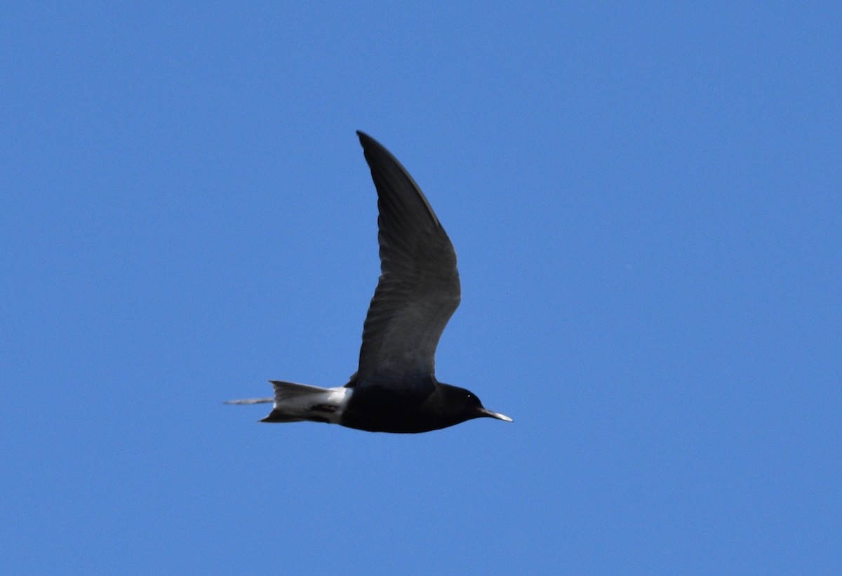 Black Tern - ML620375741