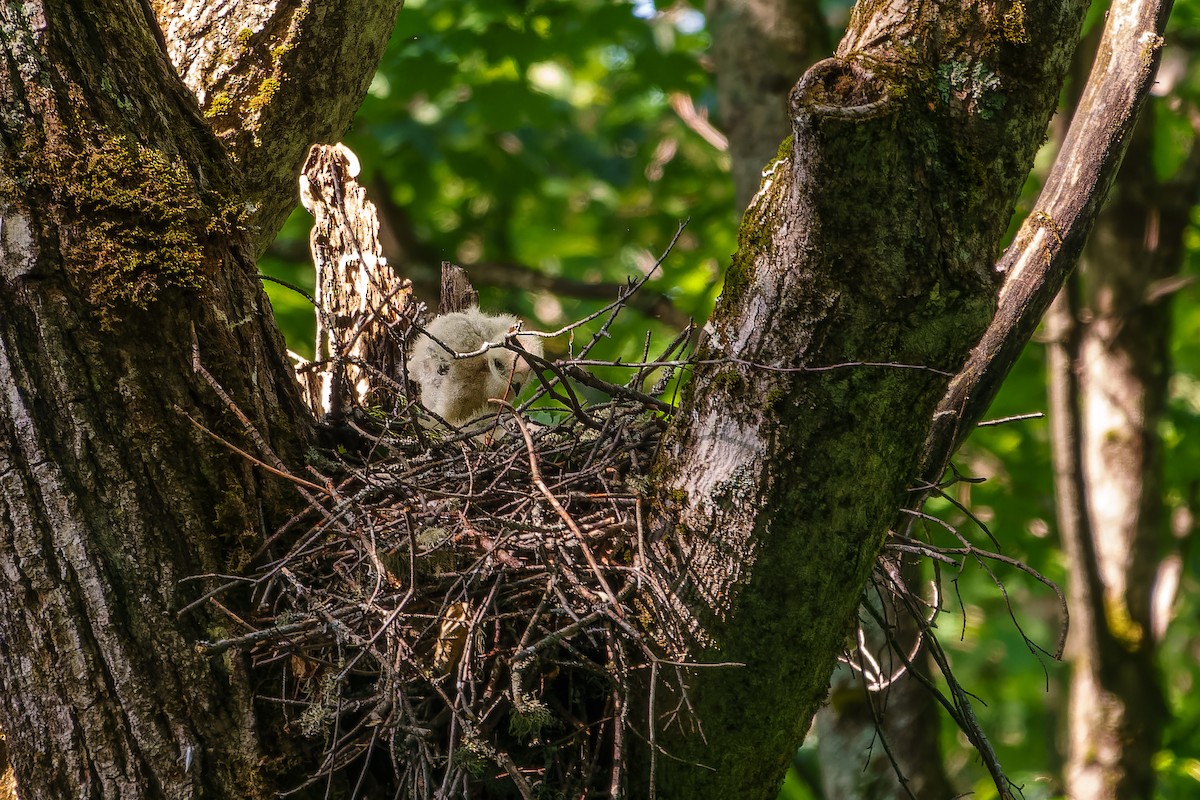 Red-shouldered Hawk - ML620375749