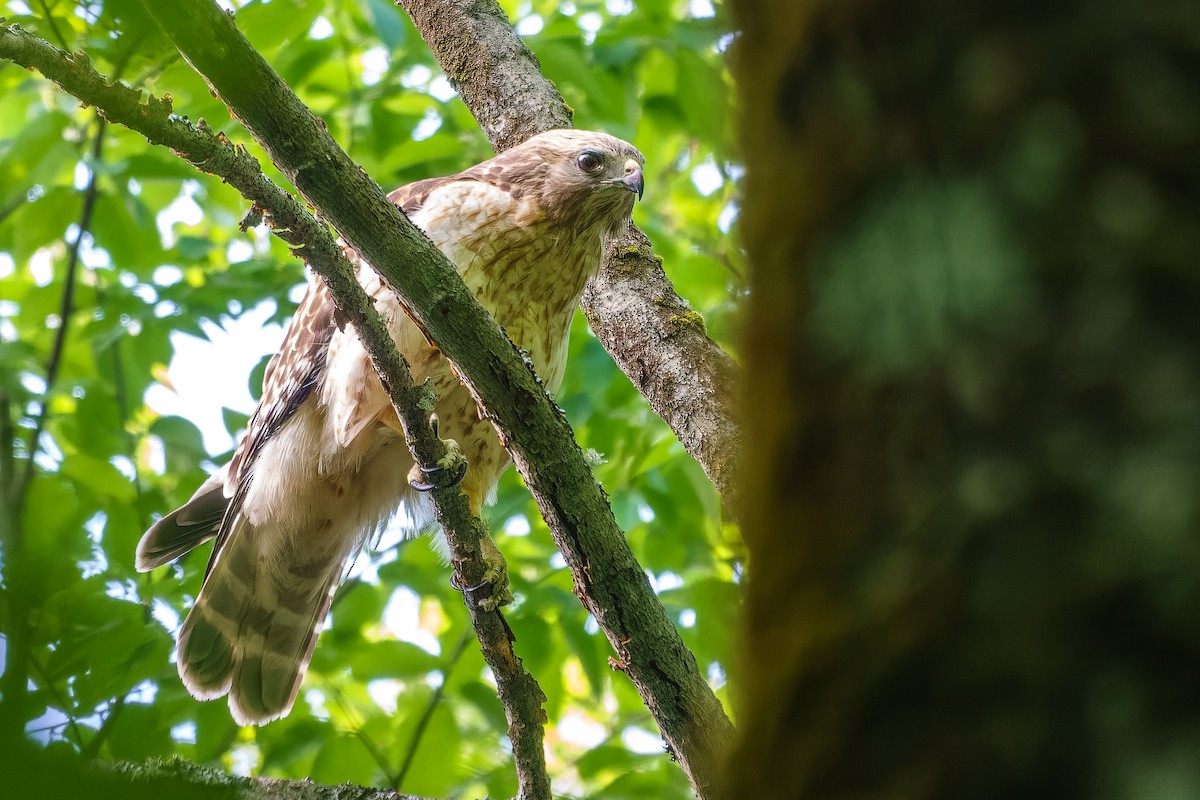 Red-shouldered Hawk - ML620375750