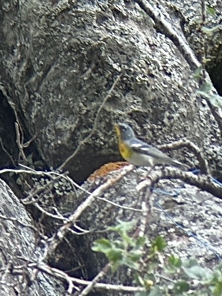 Northern Parula - ML620375754