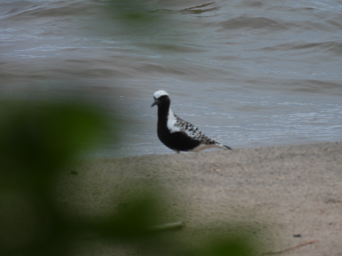 Black-bellied Plover - ML620375755