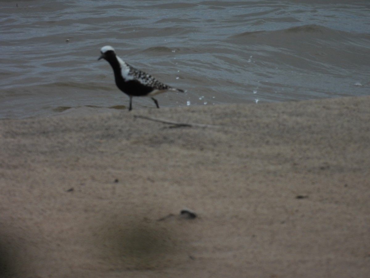 Black-bellied Plover - ML620375756